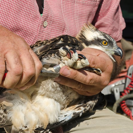 A man puts a ring around the leg of an osprey