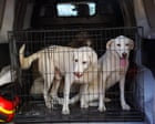 DNA database of UK dogs could help police collar criminals