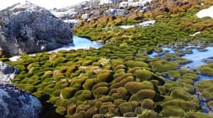 Healthy East Antarctic moss beds before warmer conditions.