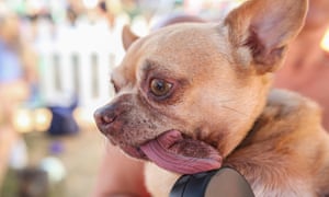 Janine Peterson holds her dog Andre while waiting for the competition to begin during the Worlds Ugliest Dog Contest 2015 at the Sonoma-Marin Fair 