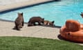 A family of bears took a dip in a pool in Monrovia, California.
