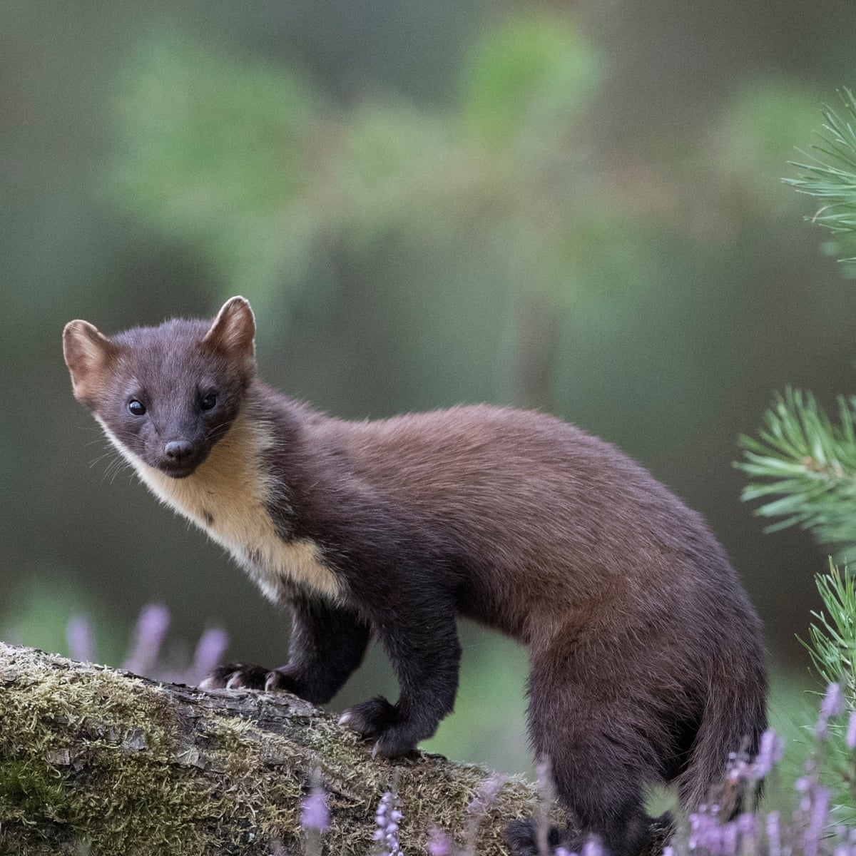 Pine martens released to secret location in Forest of Dean | Wildlife | The  Guardian