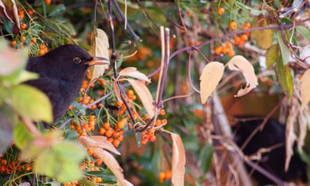 A blackbird feeds on berries in a hedge.