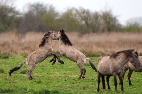 Pôneis Konik em disputa no início da temporada de acasalamento na reserva natural Wicken Fen, do National Trust. Os animais, uma raça resistente originária da Polônia, ajudam a manter "uma das zonas úmidas mais importantes da Europa" e atraem novas espécies de flora e fauna para o pântano, deixando pegadas de cascos encharcadas e montes de esterco por onde passam.