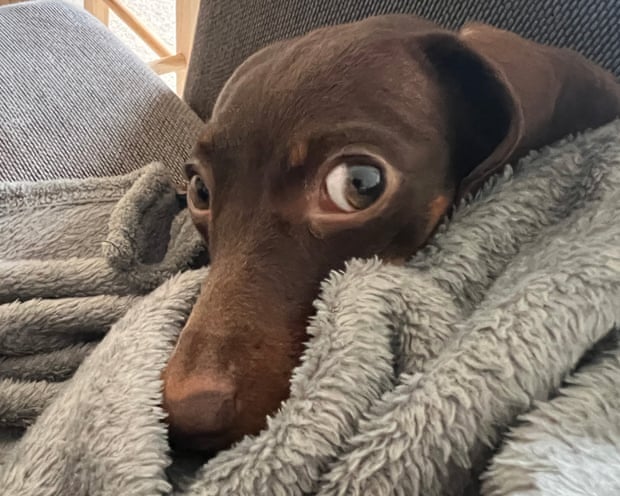 Willow with her head resting on a blanket