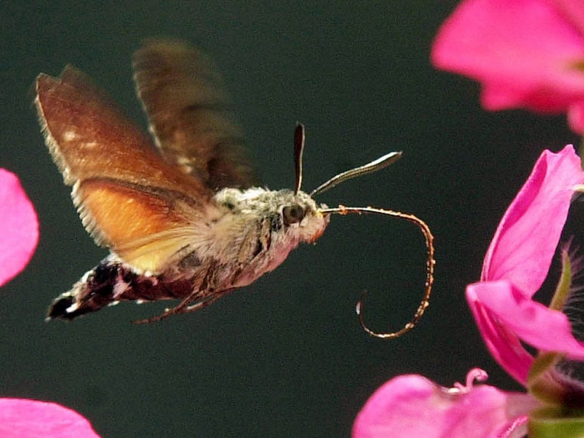 Bug That Looks Like A Hummingbird