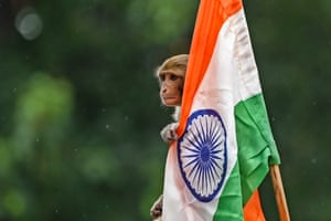 A monkey holding the Indian national flag.