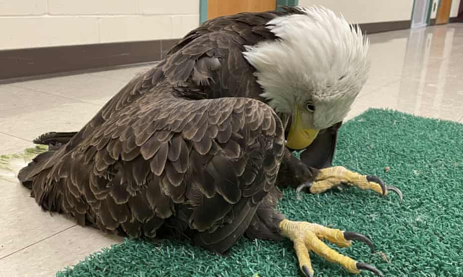 A lead-poisoned bald eagle is seen in an undated photo provided by the Raptor Center, University of Minnesota.