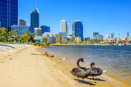 Black swans on the Swan River in Perth