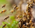 Experts sound alarm as North America’s bees start swarm season unusually early
