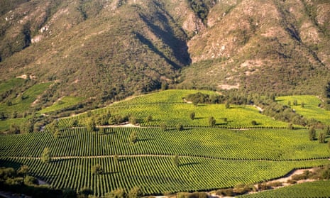 Parallel lines: vineyards in the Colchagua Valley. Spend a little more on a Chilean wine and you will be well rewarded.