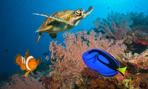 Clownfish, blue tang and sea turtle on Great Barrier Reef