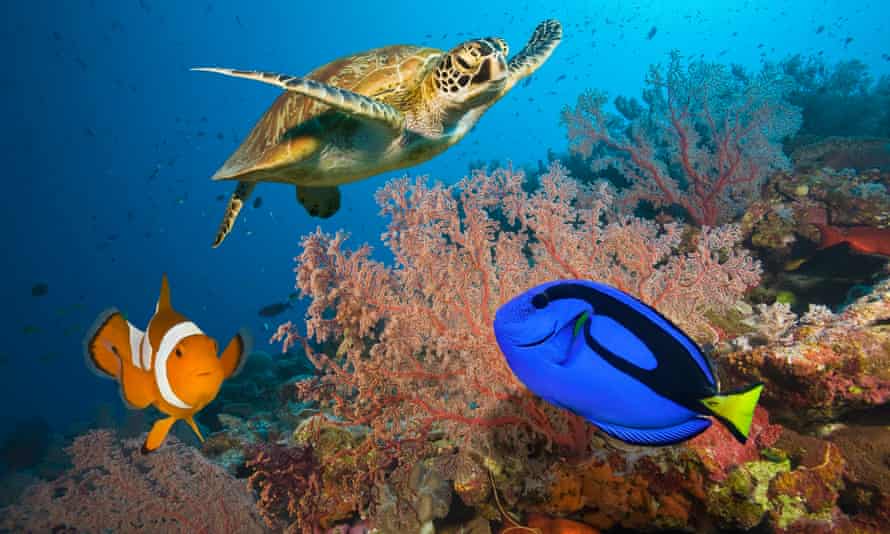 A sea turtle with a clownfish and a blue tang and on coral reef in the Great Barrier Reef.