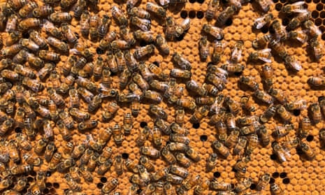 Varroa virus infesting a beehive