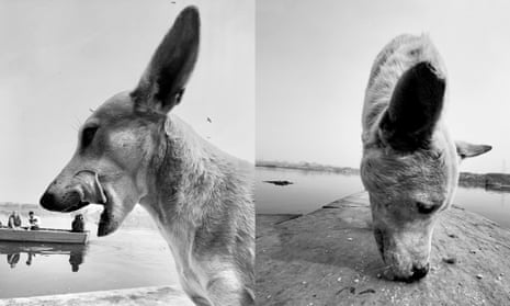 Black and white pictures of two dogs on a beach in India