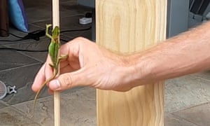 A dwarf chameleon climbs a dowel.