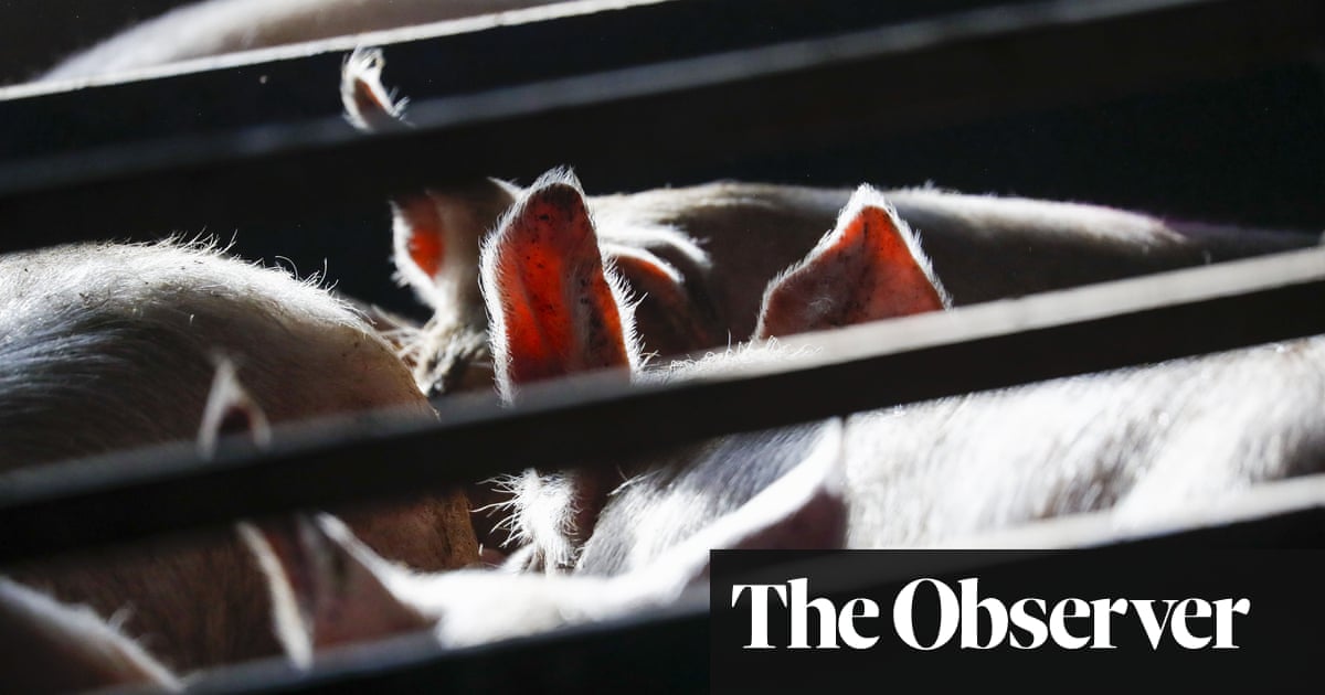 Pigs can pass deadly superbugs to people, study reveals