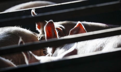 Sunlight illuminates pigs' ears in an indoor pigsty