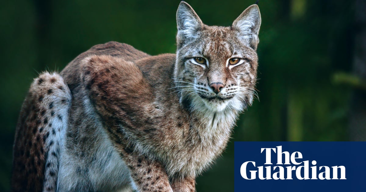 The missing lynx: how the rise of border walls has split up wildlife populations