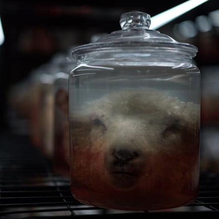 Embalmed sheep’s heads in specimen jars