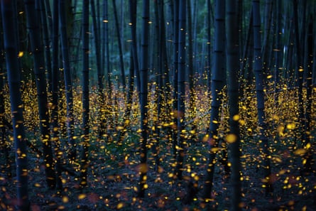 Thousands of dancing fireflies in Japan.