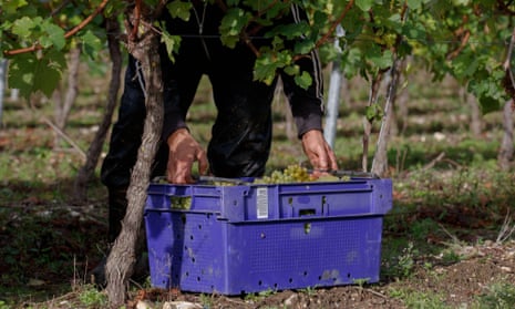 A seasonal worker picking grapes