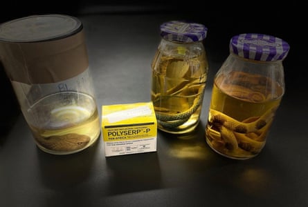 A box of Polyserp-P snakebite antivenom medication, and three sealed jars containing preserved snakes.
