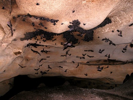 Bats in a cave.