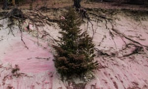 A small conifer tree sits in dry, sandy-looking ground.