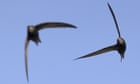 Country diary: Build for the swifts, and they will come