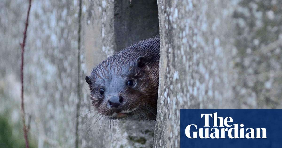 Hightailing along high streets and raiding ponds: otters’ revival in Britain