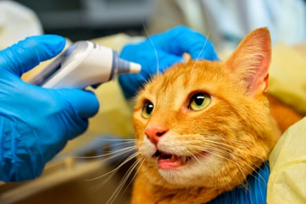 A vet’s hands, clad in blue surgical gloves, hold a medical device to the ear of a ginger cat, which has its mouth open and looks frightened
