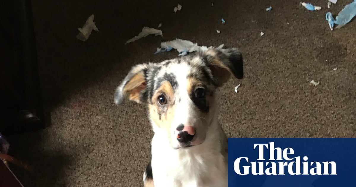 The pet I’ll never forget: Luke, the blind dog whose unconditional love made me live again