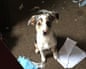 a small white, black and tan dog face tilted up at the camera, sitting on a brown carpet with piececes of paper strewn around him