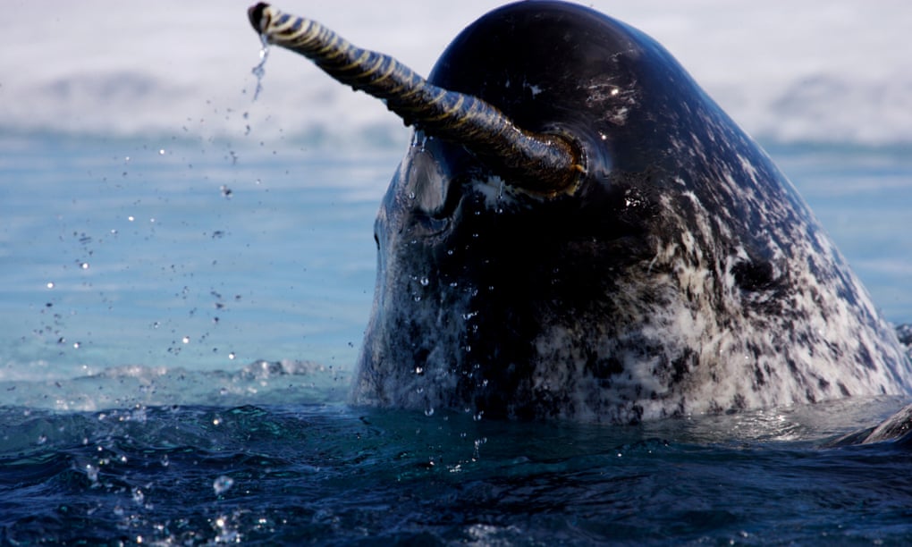 The spiral horn of the narwhal was once taken as evidence of unicorns. Here, the Arctic cetacean is coming up for a breath after feeding.