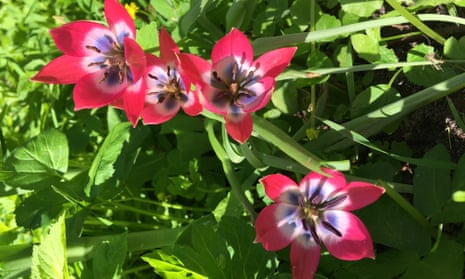 Finding their own home: naturalised sprengeri tulips