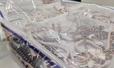 中国男子在裤子里走私 100 条活蛇被抓 – 卫报 中国男子在裤子里走私 100 条活蛇被抓 – 卫报