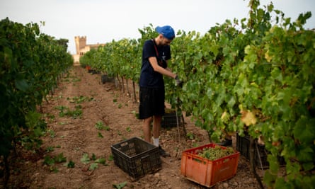 A worker harvesting grapes at Torre del Veguer vineyard in Sant Pere de Ribes, near Barcelona.