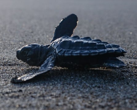An olive ridley turtle hatchling