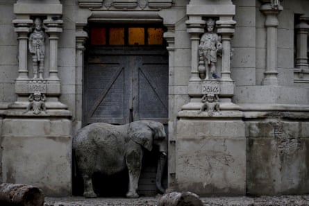 Pupy, an African elephant, stands in the doorway of his enclosure at the former city zoo now known as the Eco-park in Buenos Aires