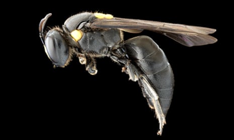The Amphylaeus morosus bee