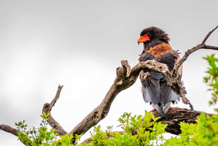 A batelur eagle in the Masai Mara. Species have declined less markedly in protected areas.