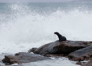 Foam breaks over young Cape fur seal
