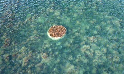 Scientists discover 'biggest plant on Earth' off Western Australian coast | Environment | The Guardian