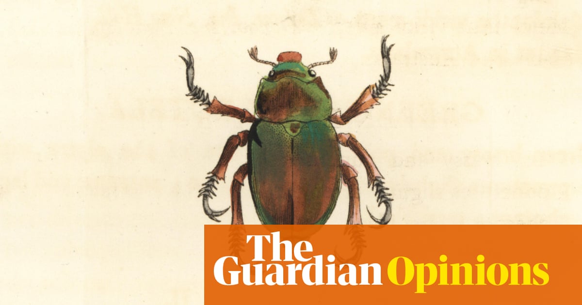 A Christmas beetle: in Europe they’re called ‘cockchafers’