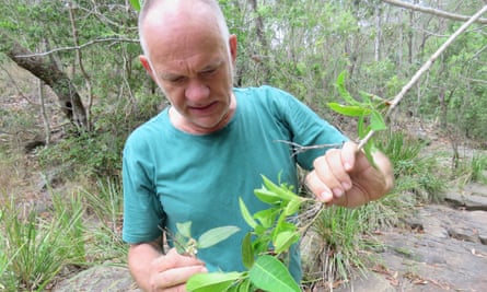 Rod Fensham examining a stand of native guava at Simpson Falls, near Brisbane.