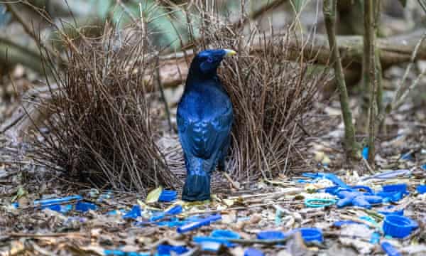 Bowerbird satiné au parc national de Lamington