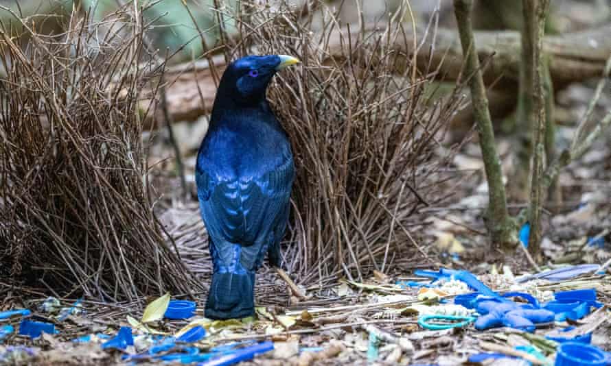 A satin bowerbird with its blue loot. 'My newfound curiosity about birdsong rendered the everyday and the mundane new, bright and fresh,' writes PhD dropout Erin Lennox.