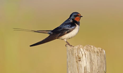 A swallow perched prettily on a wooden fence