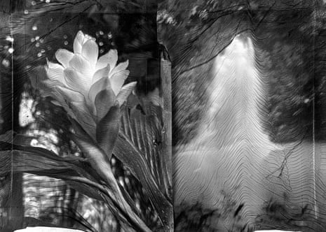 Uprisings (Red Ginger), a diptych from Sylvie Bonnot’s series The Kingdom of Mosquitoes